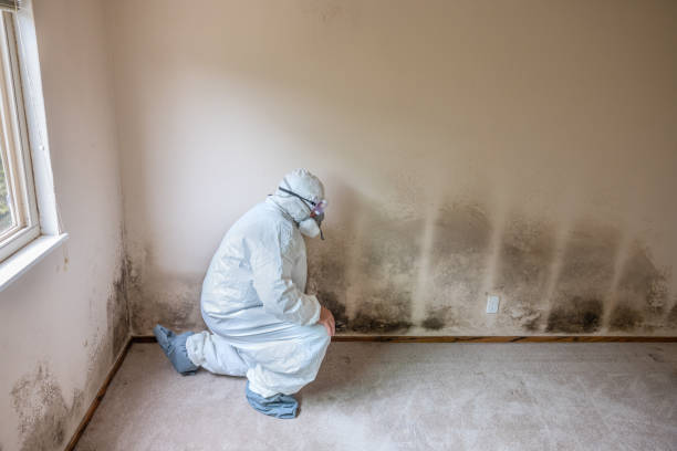 Best Mold Remediation for Healthcare Facilities  in Bodfish, CA